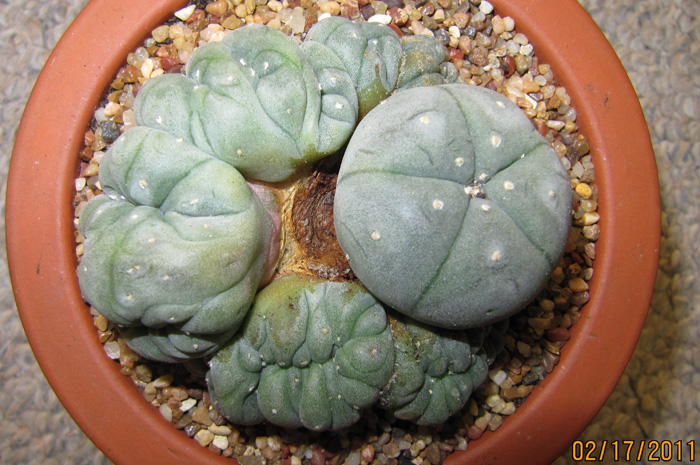 Lophophora Williamsii var. Menchaca cristate